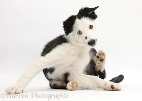 Black-and-white Border Collie puppy scratching
