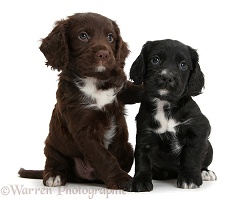 Black and chocolate Cocker Spaniel puppies