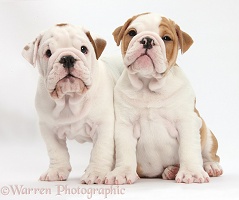 Two bulldog puppies sitting