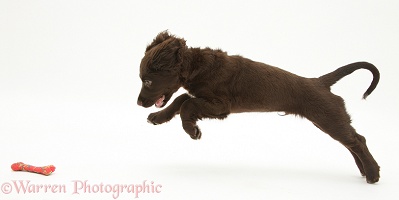 Chocolate Cocker Spaniel puppy leaping