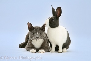 Burmese-cross cat and Dutch rabbit on blue background
