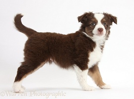 Mini American Shepherd puppy