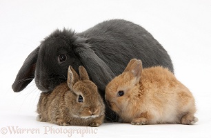 Blue lop rabbit and baby Netherland Dwarf bunnies