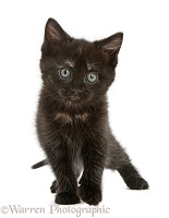 Black-tortoiseshell kitten