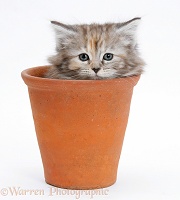 Maine Coon kitten in a terracotta flowerpot