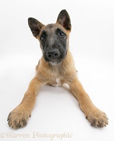 Belgian Shepherd Dog pup