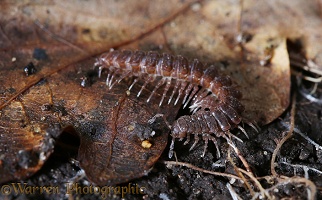 Millipede among leaf litter