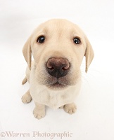 Yellow Labrador Retriever pup, 8 weeks old