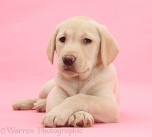 Yellow Labrador Retriever pup on pink background