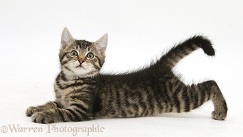 Tabby kitten lying stretched out