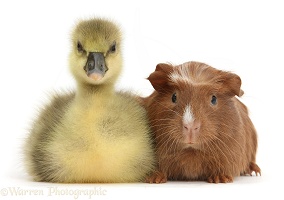 Cute Gosling and baby Guinea pig