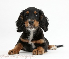 Tricolour working Cocker Spaniel puppy, 9 weeks old