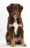 Chocolate blue-eyed Mini American Shepherd puppy