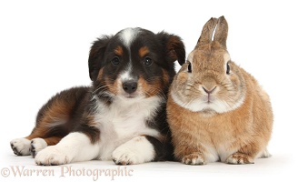 Mini American Shepherd puppy and rabbit