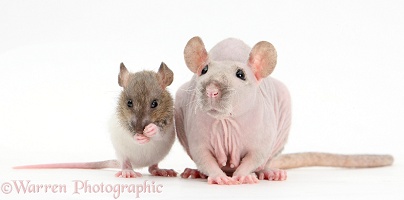 Sphynx Rat with baby Rex rat grooming