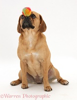 Puggle balancing a ball