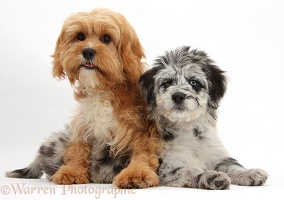Blue merle Cadoodle puppy and Cavapoo