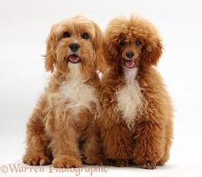 Cavapoo and red toy Poodle