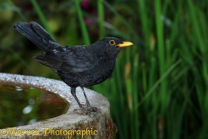 Blackbird male on birdbath