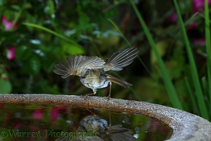 Robin taking off from birdbath
