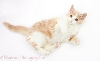 Ginger-and-white Siberian kitten, rolling