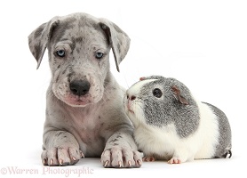 Great Dane puppy and Guinea pig