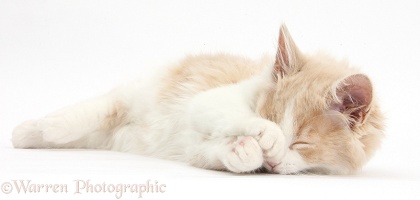 Sleepy ginger-and-white Siberian kitten, 16 weeks old
