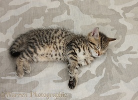 Sleepy cute tabby kitten on camouflage background