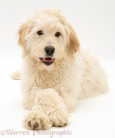 Labradoodle with paws crossed