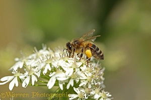 Honey Bee worker on Hogweed