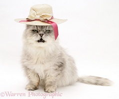 Persian cat wearing a straw hat