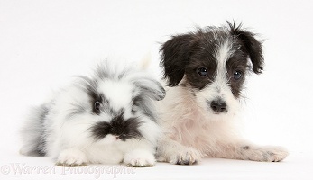 Cute Jack-a-poo dog puppy and bunny