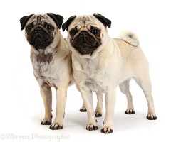 Two fawn Pugs standing together