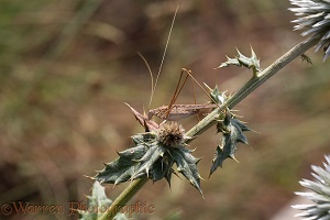 Brown bush-cricket