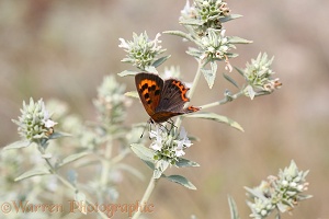 Small Copper butterfly female