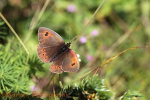Common Brassy Ringlet Butterfly