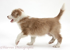 Cute lilac Border Collie puppy, 7 weeks old, trotting across