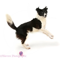 Black-and-white Border Collie bitch