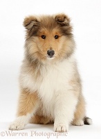 Rough Collie pup