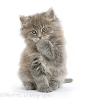 Maine Coon kitten, 7 weeks old, with paw over mouth