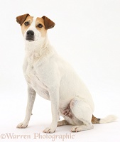 Jack Russell sitting