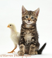 Tabby kitten and chick