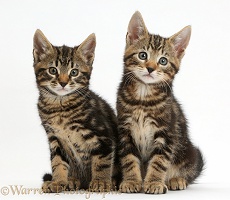 Two tabby kittens sitting