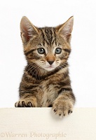 Tabby kitten with paws over