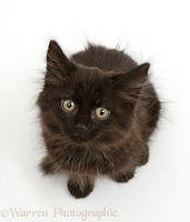 Fluffy black kitten