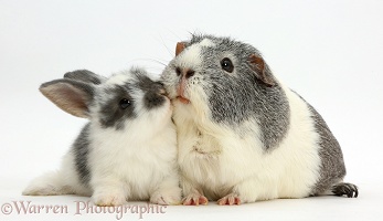 Baby bunny and Guinea pig kissing