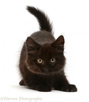 Playful fluffy black kitten