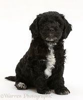 Black Cockapoo puppy