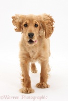 Golden Cocker Spaniel