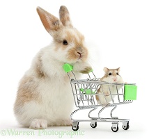 Young bunny shopping with Roborovski Hamster